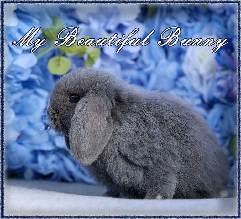 Piękny Królik Mini Lop - Niebieski