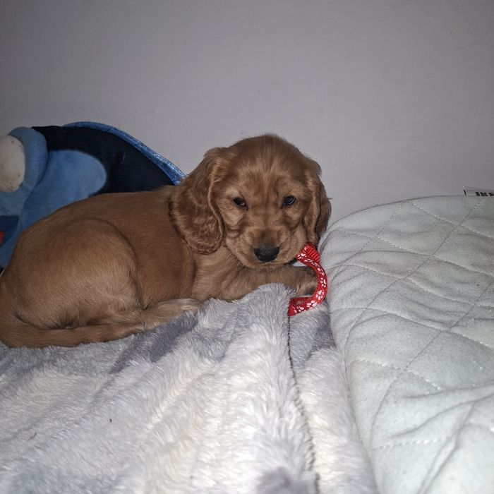 Cocker Spaniel Angielski zwolniła sie rezerwacaj