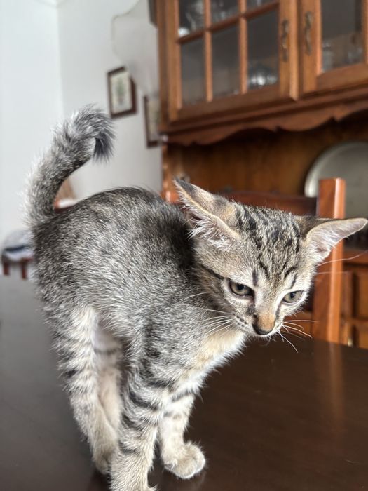Gato macho para doação