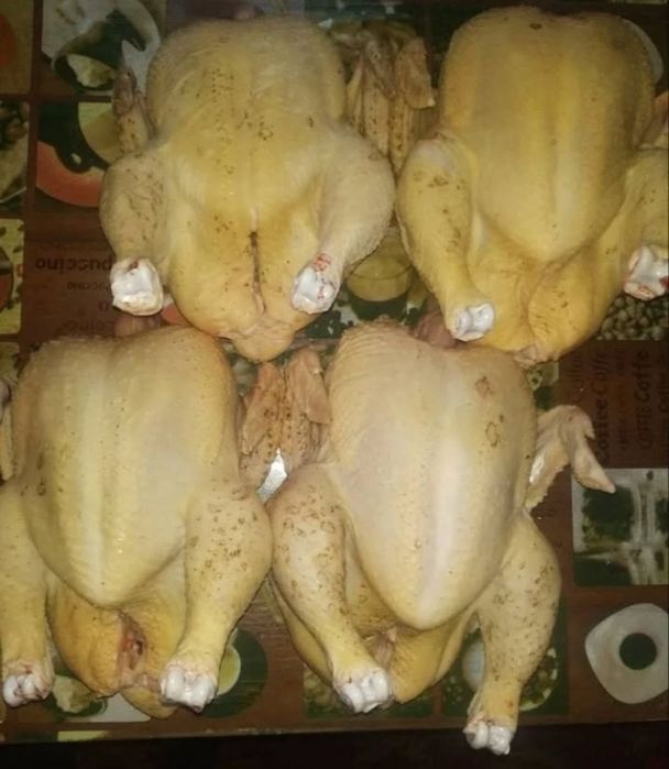 Домашні бройлери