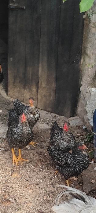 Frangos galos cruzados pedrês machos