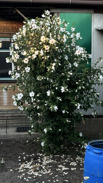 Гибискус древовидный, гібіскус білий, дорослий