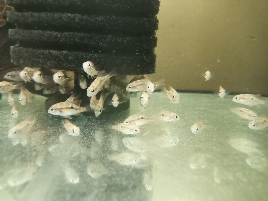 Thorichthys Ellioti pielęgnica eliota