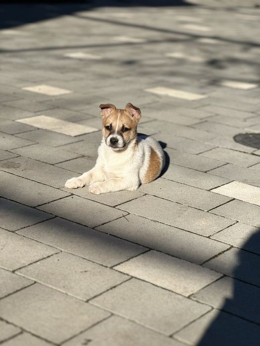 Віддам безкоштовно цуценят
