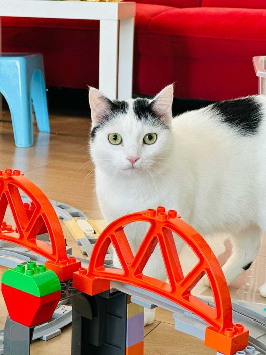 PILNE - DT lub dom stały dla Bożenki