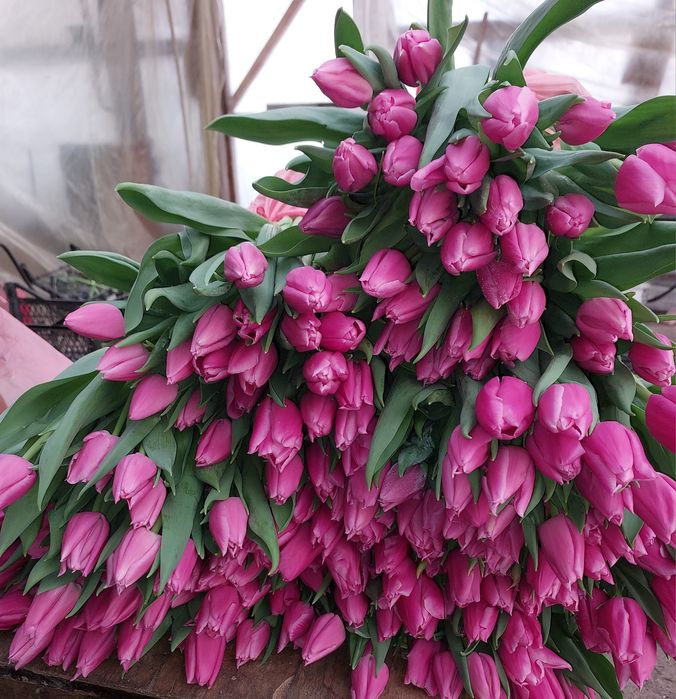 Тюльпани оптом до 8-го березня!