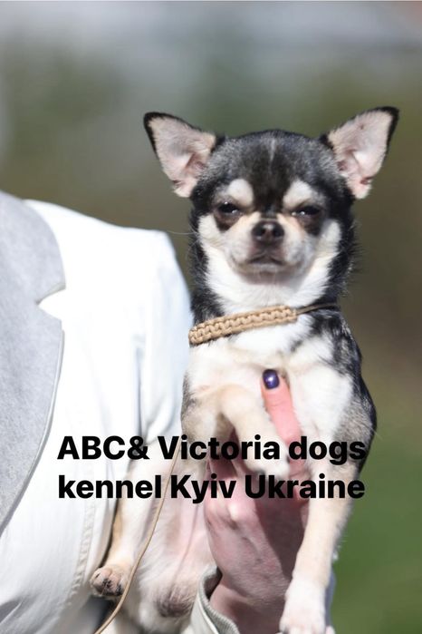 Чихуахуа кольору хаски вʼязка КСУ Чемпіон