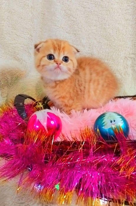 Милашка девочка вислоушка Золотая шиншилла