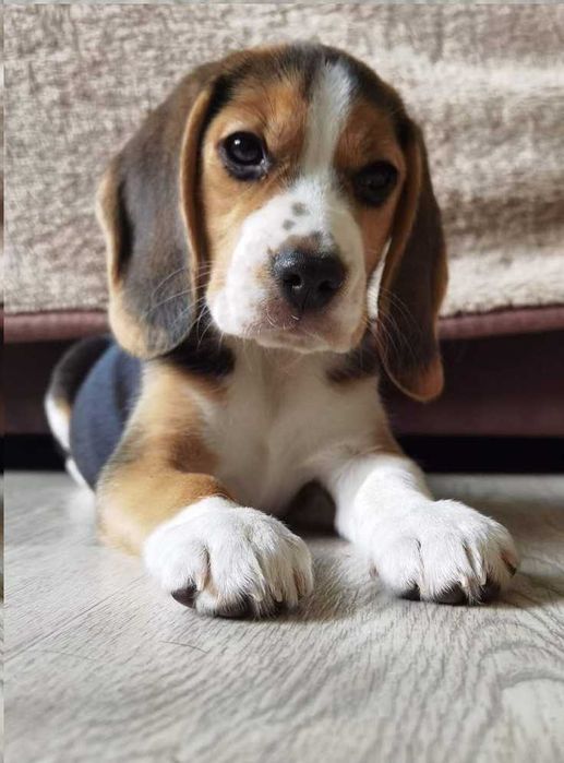 Цуценят бігля. Вік 2 місяці