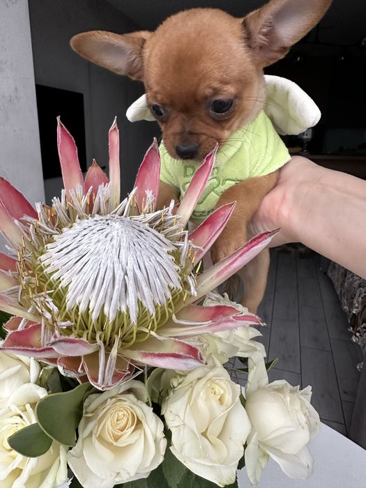 Міні красуня супер чіхуахуа