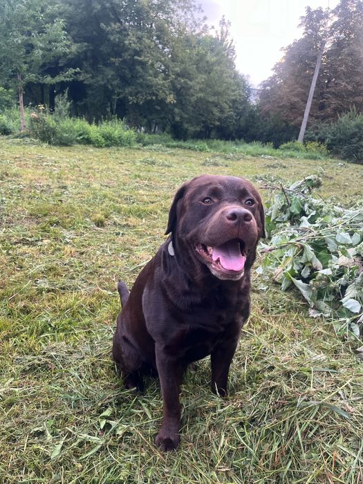 Шоколадний лабрадор шукає подругу для в'язки