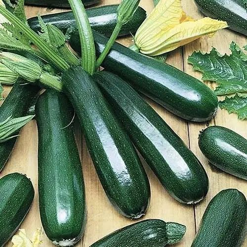 Насіння Кабачка АНІСА F1 ANISA F1 Семена Кабачка