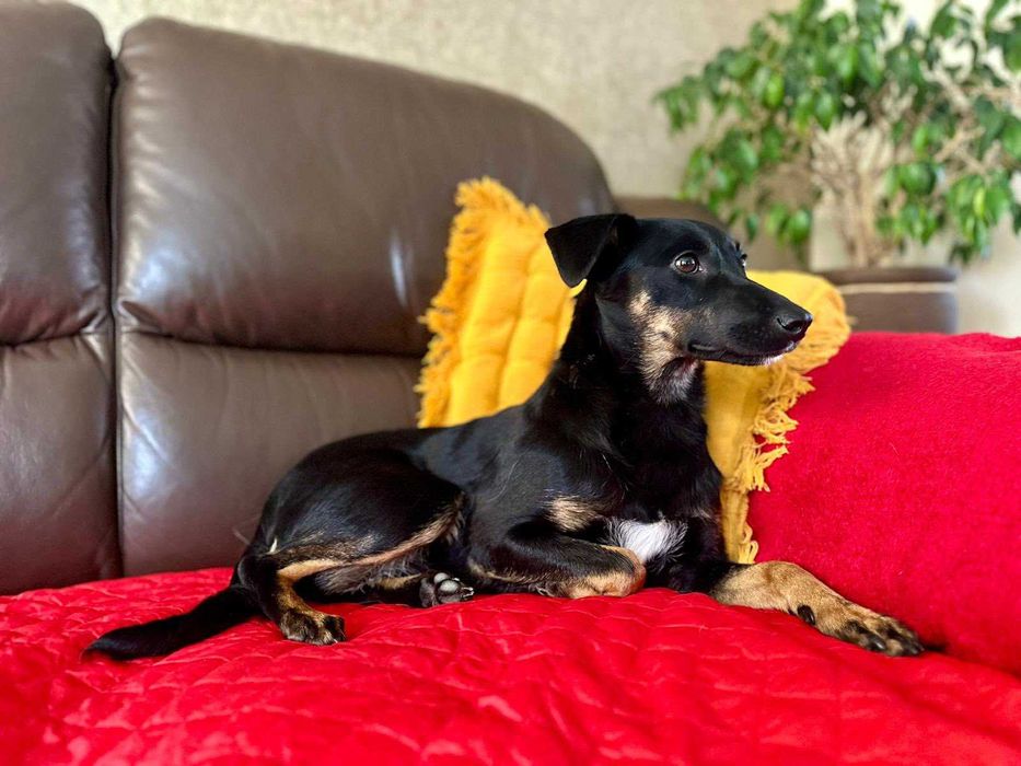 Tami - mała psia dziewczynka szuka domu!