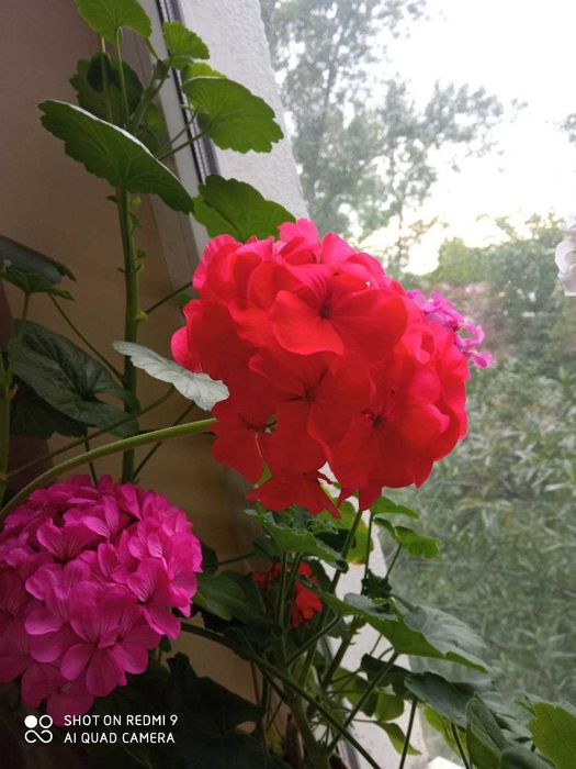 герань, пеларгония белая, красная, коралловая, розовая  лимонная