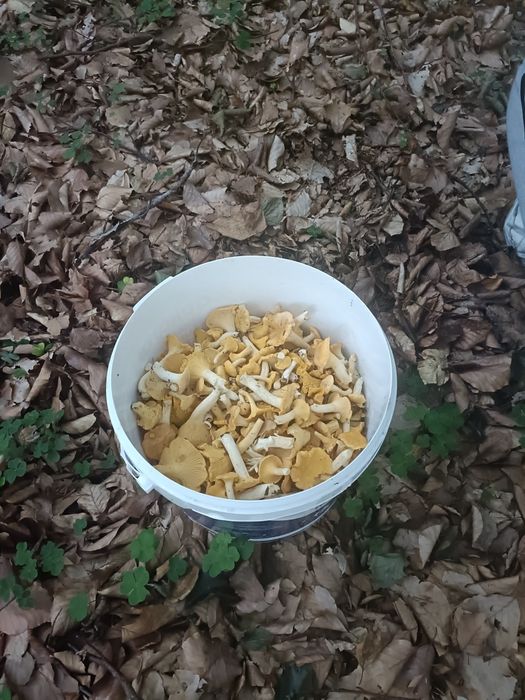 Sprzedam kurki świeżo zbierane