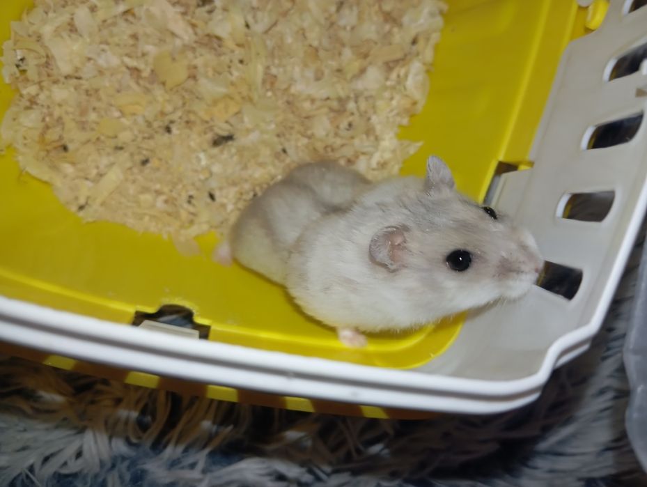 Oddam samca chomika dżungarskiego