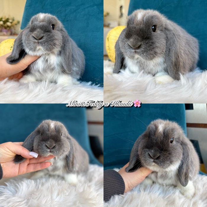 Mini lop / hodowla królików mini / metryka
