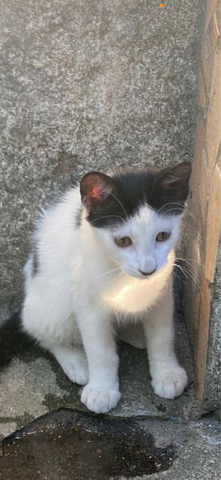 Gato da se 3meses