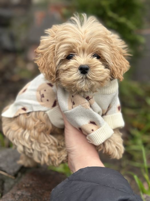 Мини мальчик мальтипу