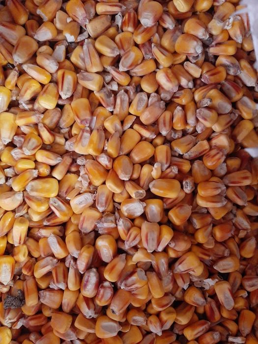 Кукурудза зерно (суха)