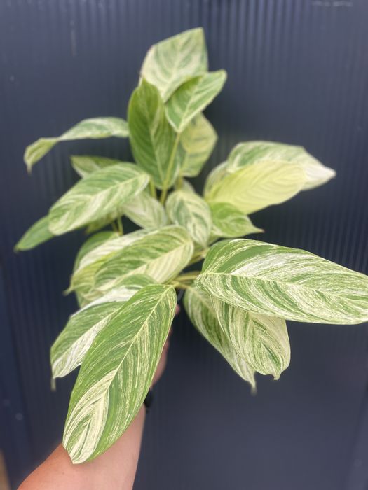 Stromanthe 'Charlie