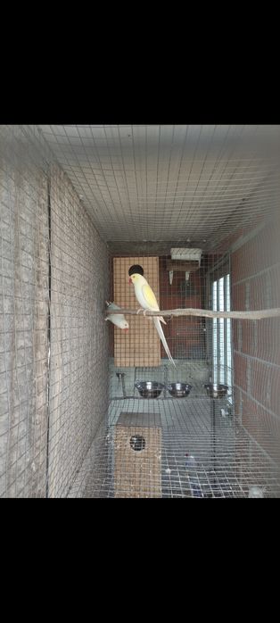 Casais adultos reprodutores (CCS/butercups...)