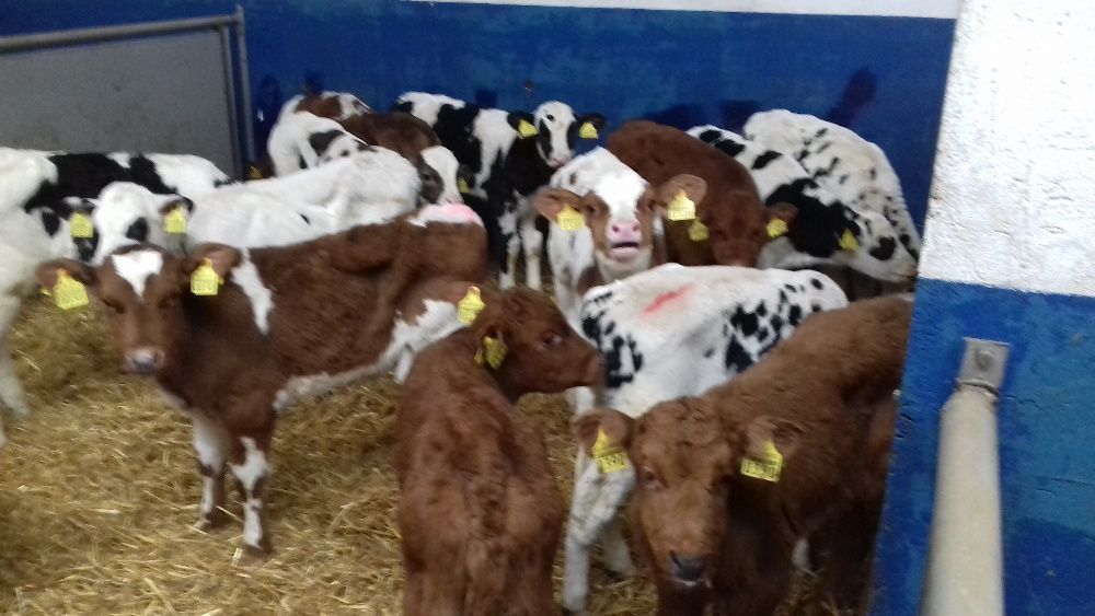 Cielaki Byczki, Jałówki Mięsne, mix ras Cielęta dowóz, raty