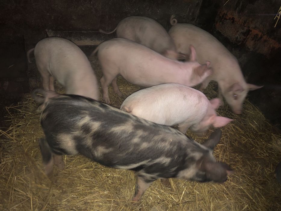 Поросята 3 породка