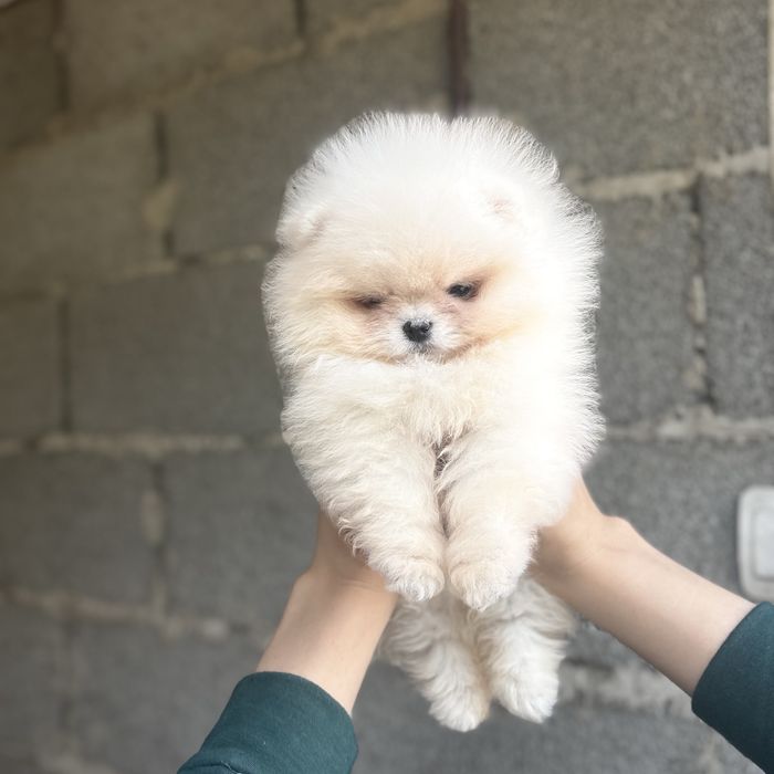 Хлопчик шоу класу тип ведмедика