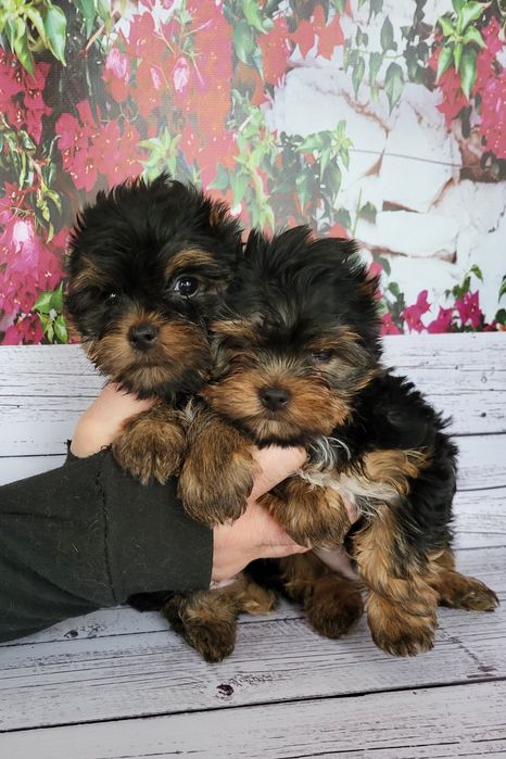 Йоркширский мини красивые щеночки