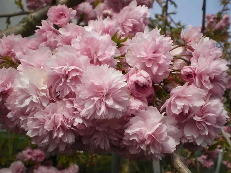 Wiśnia japońska Zakura, pełne kwiaty  WYSYŁKA