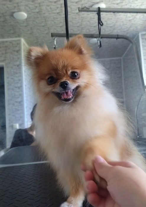 Запрошуємо на грумінг песиків та котиків всіх порід !