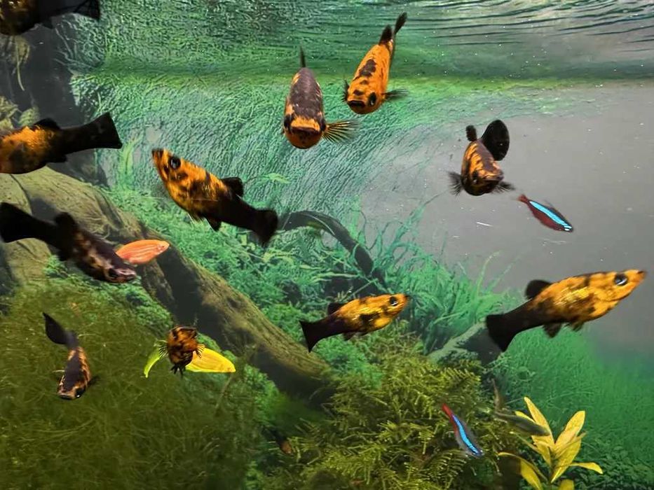 Моллинезия черно-желтая (Poecilia spenops)