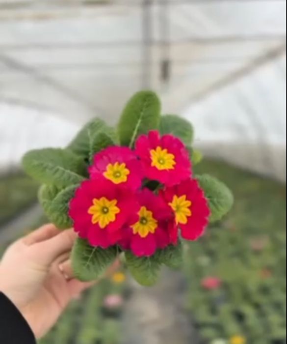 В наявності примула,замовлення від 30шт