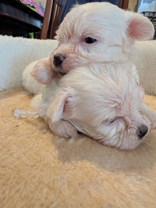 Bichon maltes excelente top femea