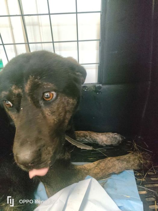 Suczka do adopcji 2 lata