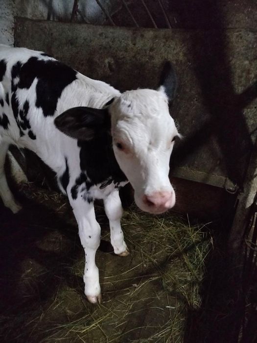 Продам дві телички