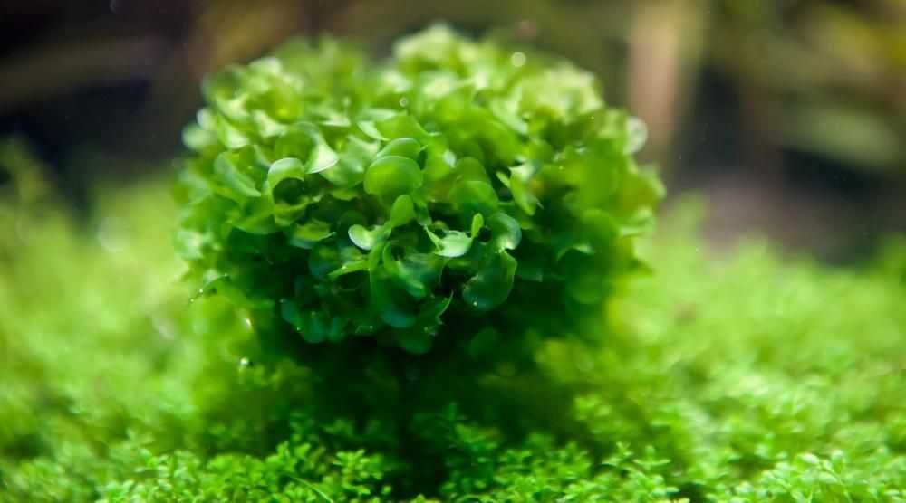 Ломариопсис линеата. Аквариумные растения