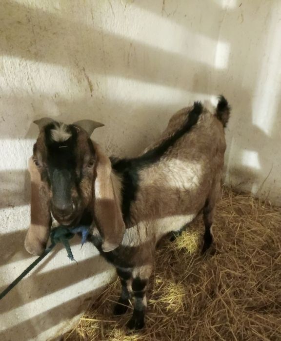 Krycie kozłem anglalubijskim/Cap/Kozioł