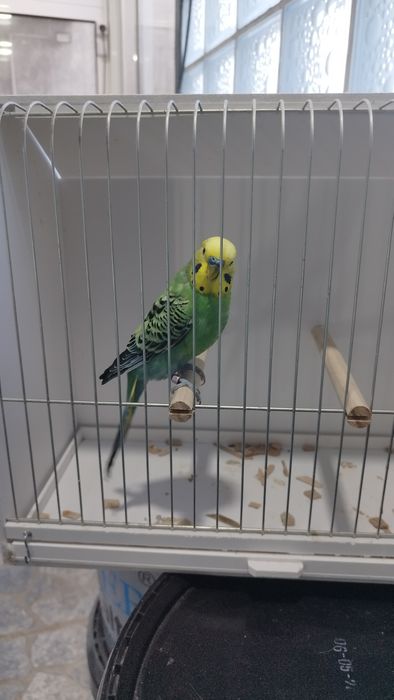 Periquito macho verde