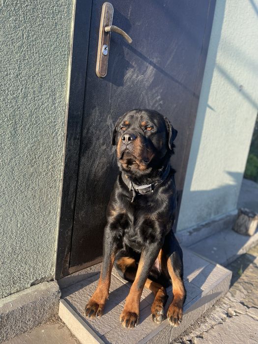 Ротвейлер вязка