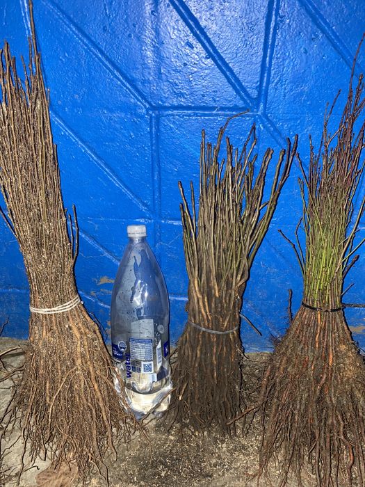 Алича ,дичка груші,антипка ,жардель,айва ва29