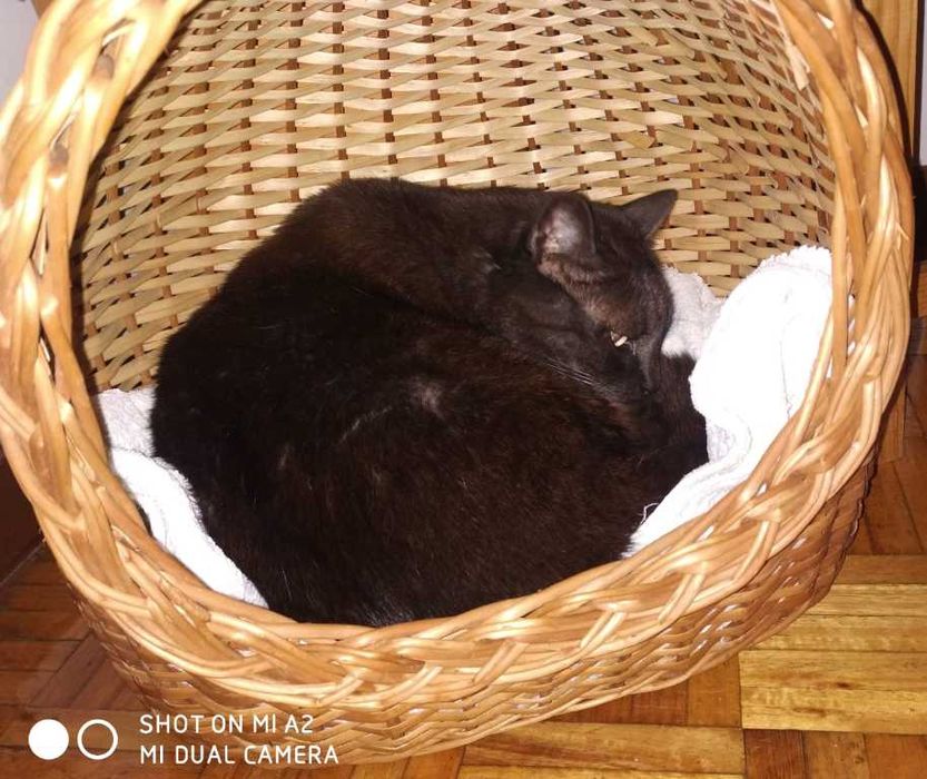 Cestas de Gato em vime novas, produzidas artesanalmente em Portugal