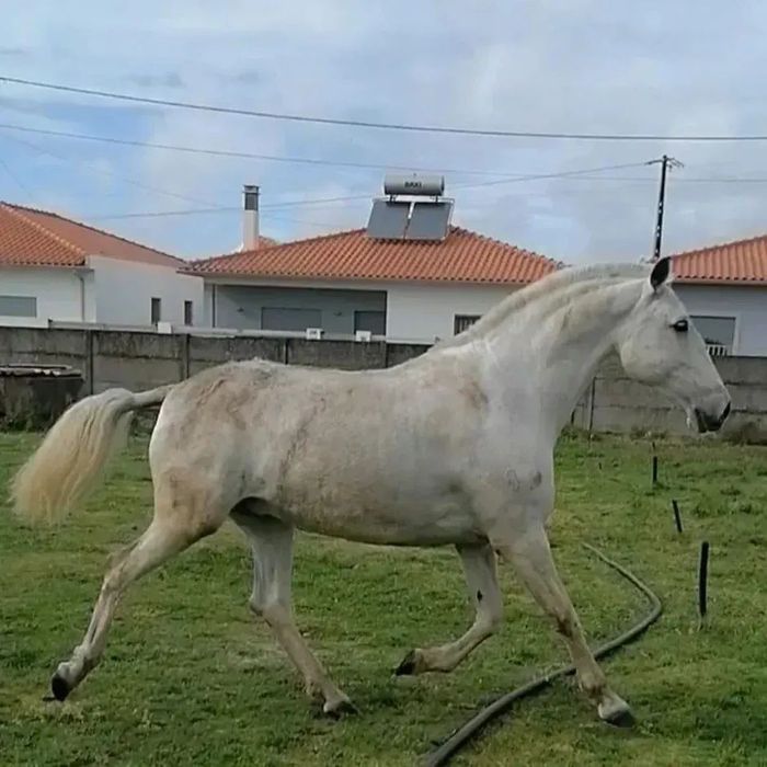 Poldra PSL por Marquês Do Lis X Cegonha