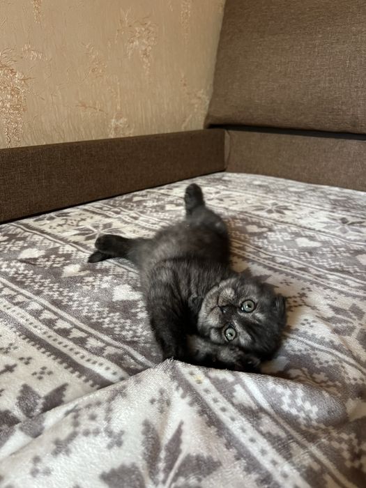 Котята (мальчики) шотландские вислоухий и прямоухий