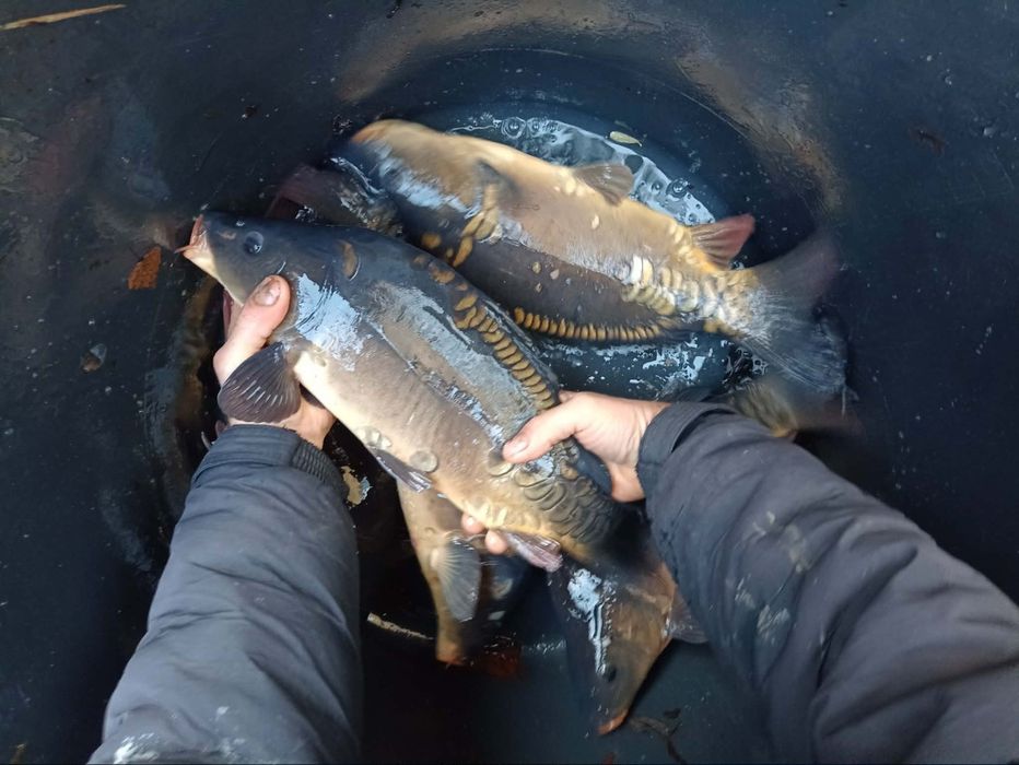 Sandacz pstrąg stawowy karp koi lin