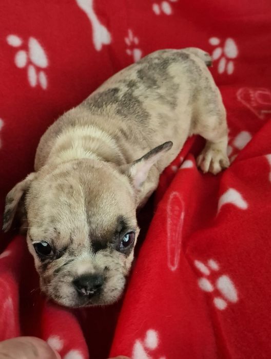 Menino bulldog merle