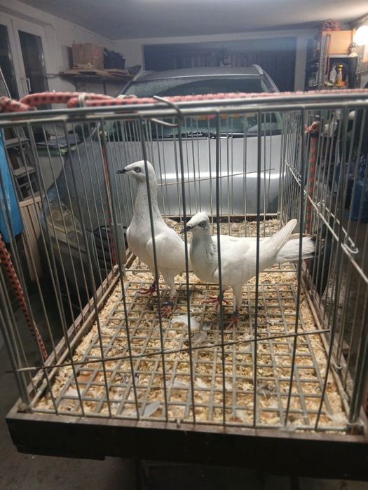 Gołebie Ozdobne Jasne