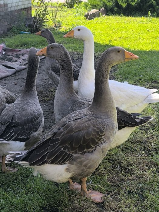 Gęsi łabędziowe sprzedam