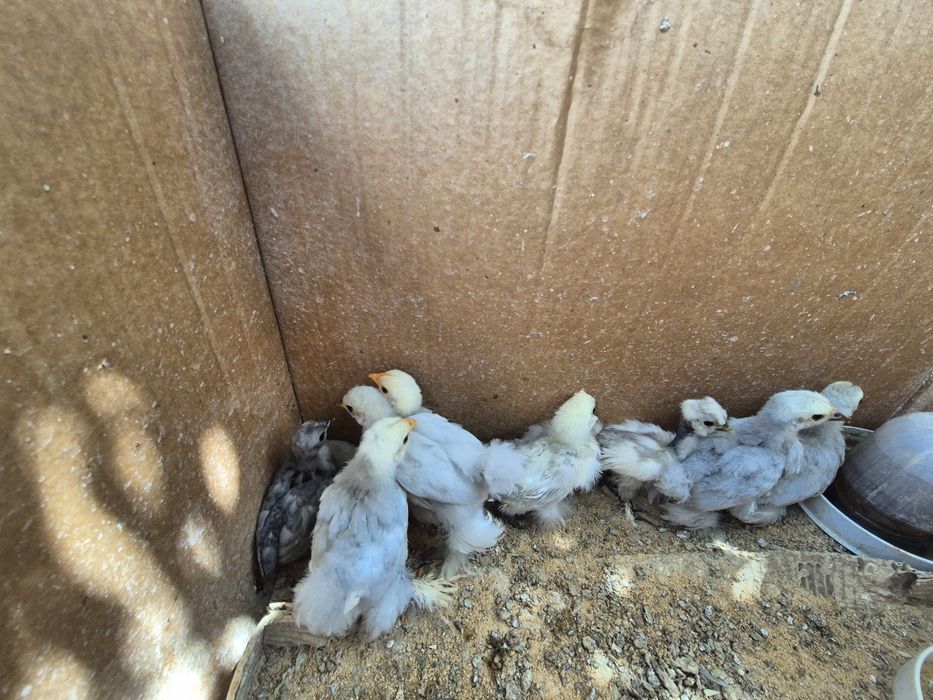 Pintos Pekin Cinzento